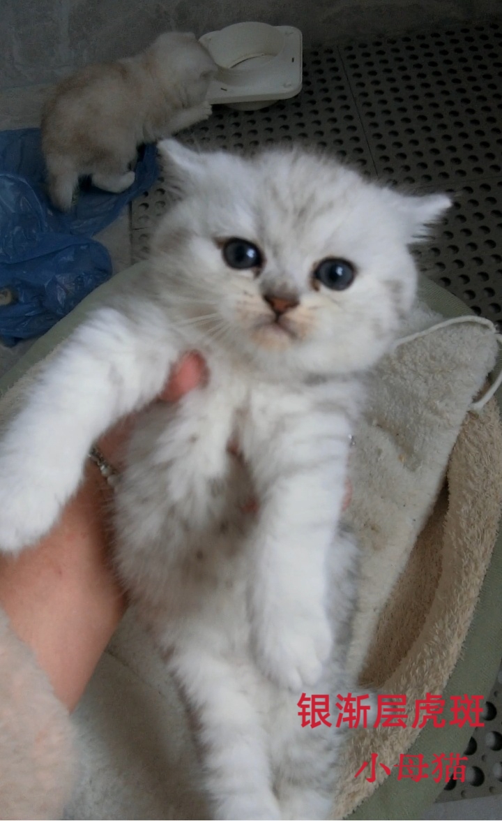 携带赛级金渐层基因的稀有银渐层虎斑妹妹